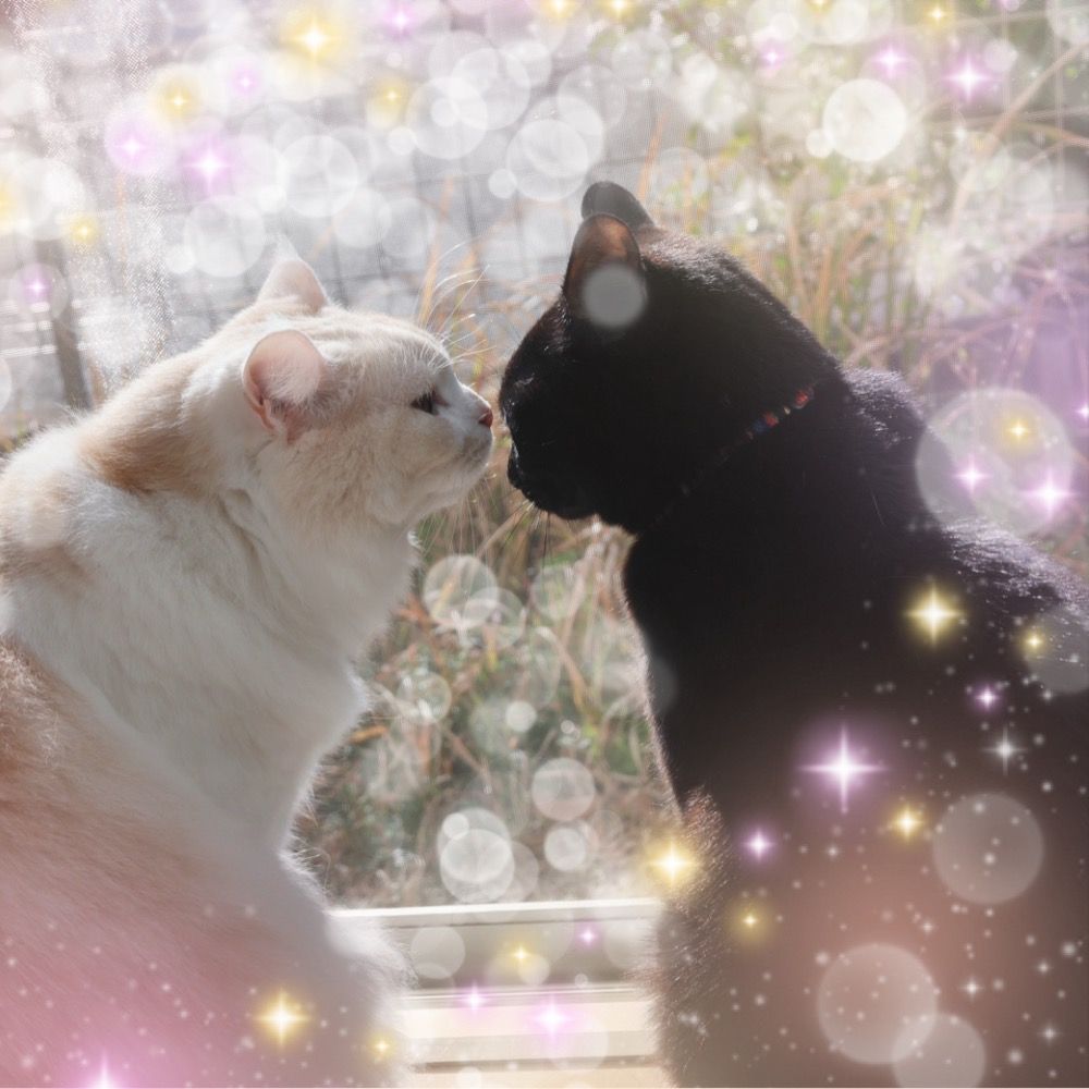 ステラとルーナと飼い主えむよん
