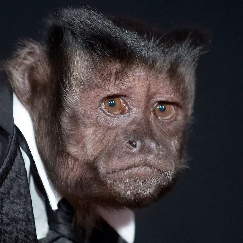 ∞ Monkeys