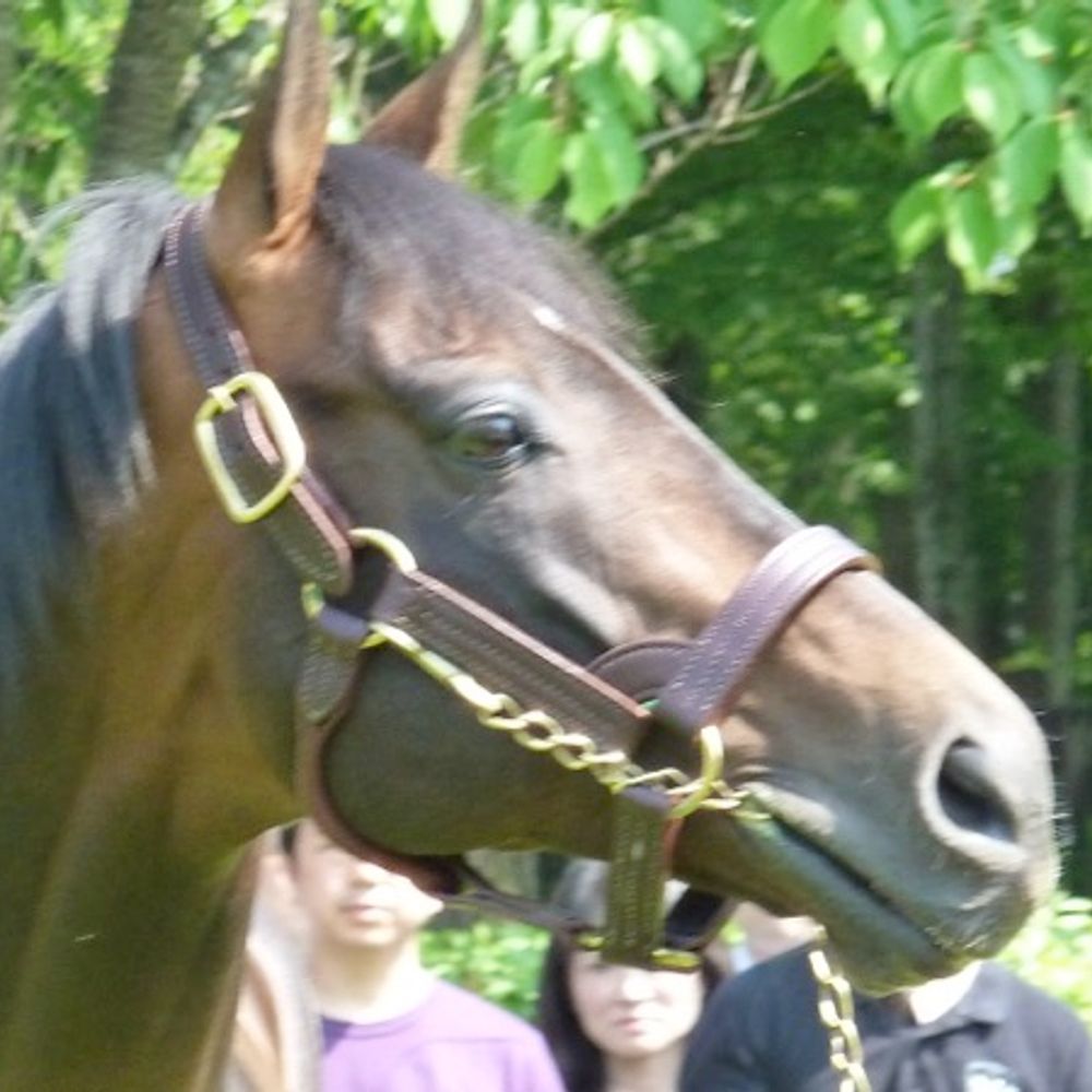 競馬ニュース