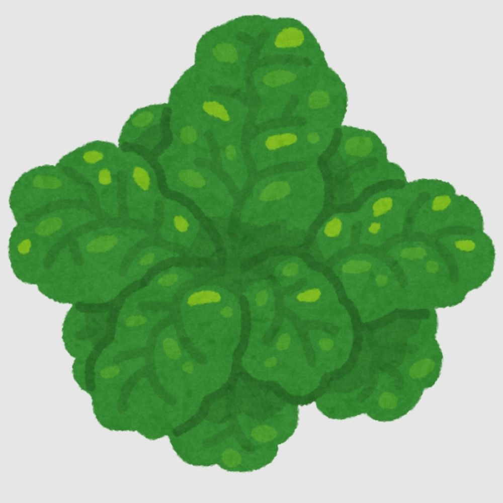 青煮菜