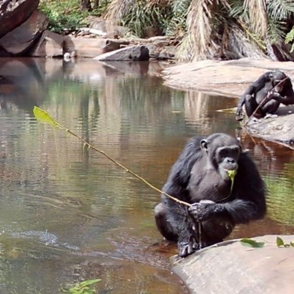 The Moyen Bafing Chimp Project
