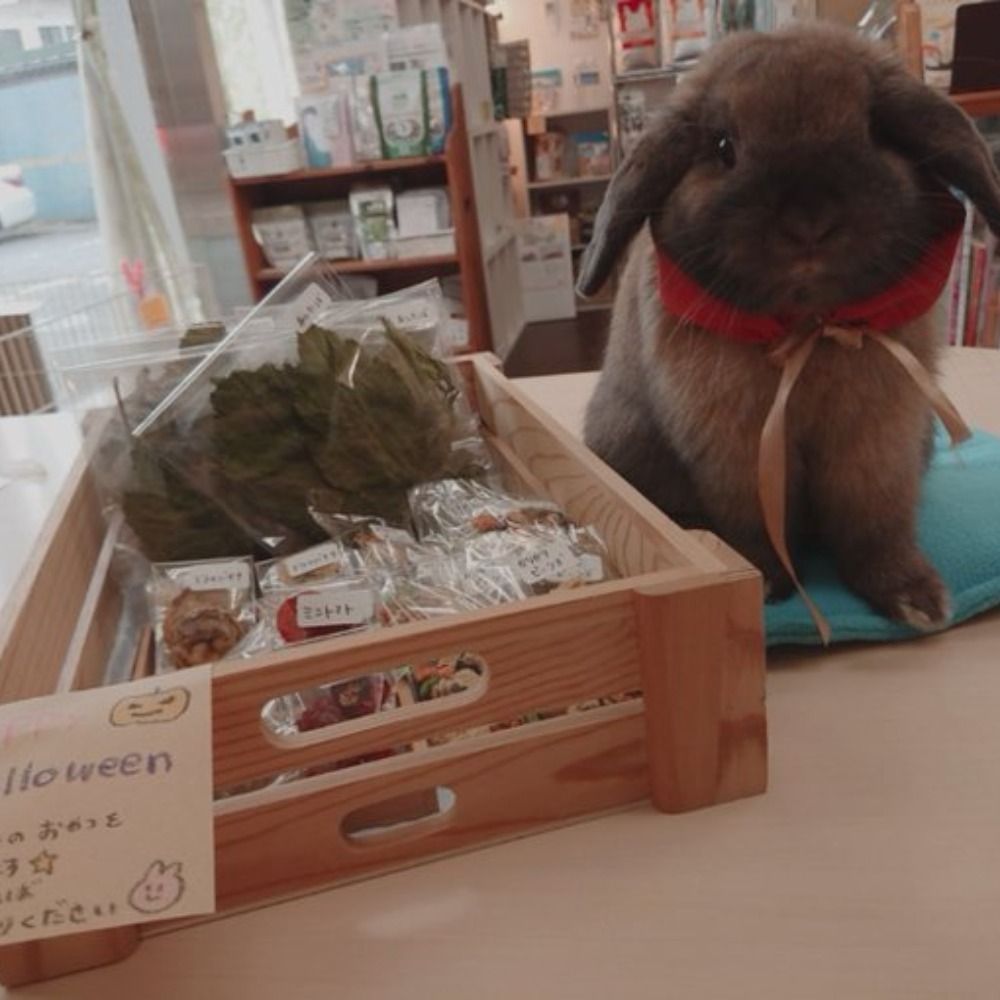 茶うさ番長