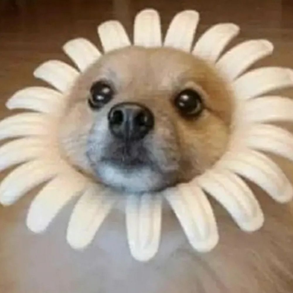 gentle-bob.bsky.social profile picture