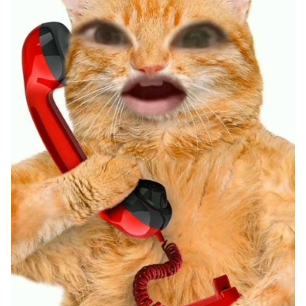Mr Kitty