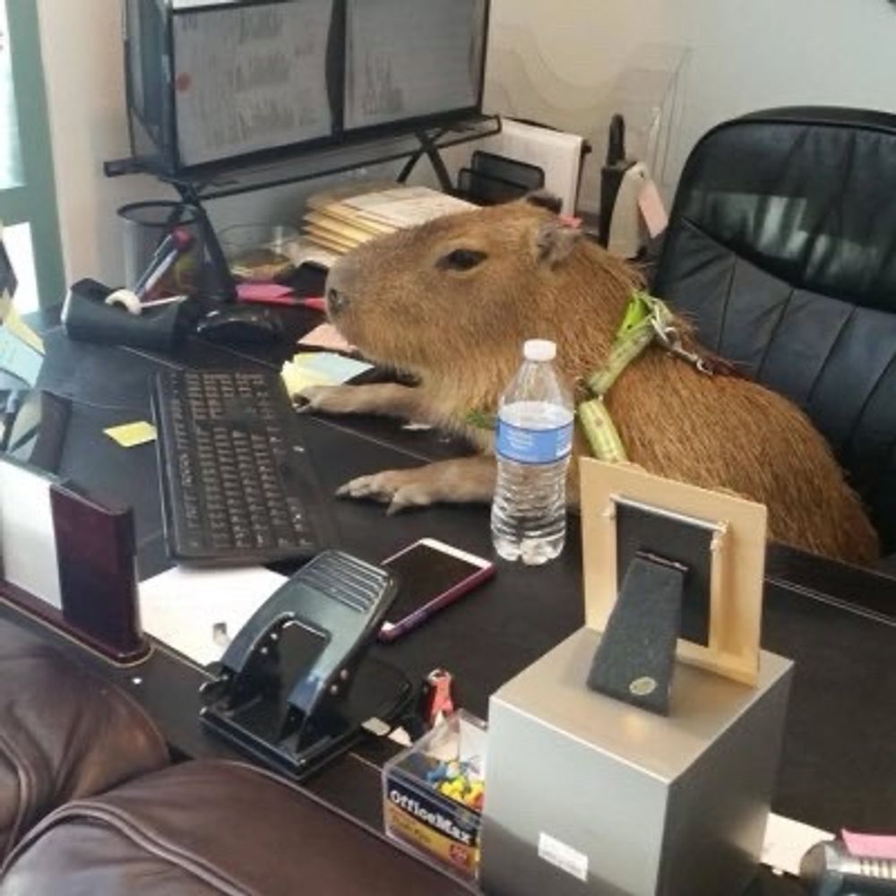 Capybaras
