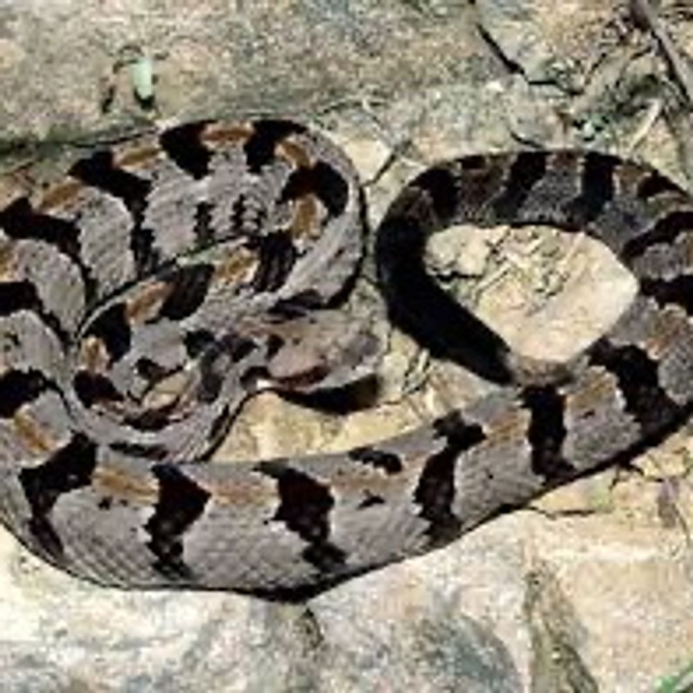 Canethrasher