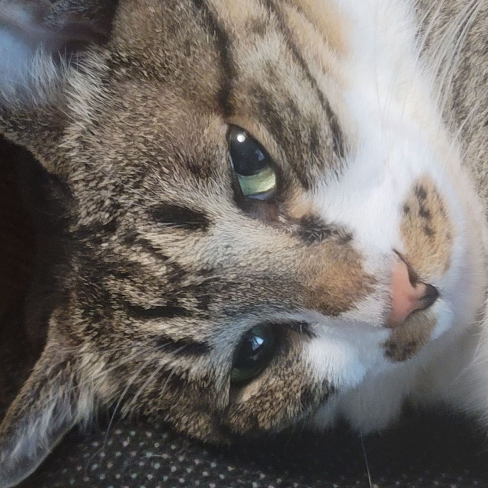 HardytheCat
