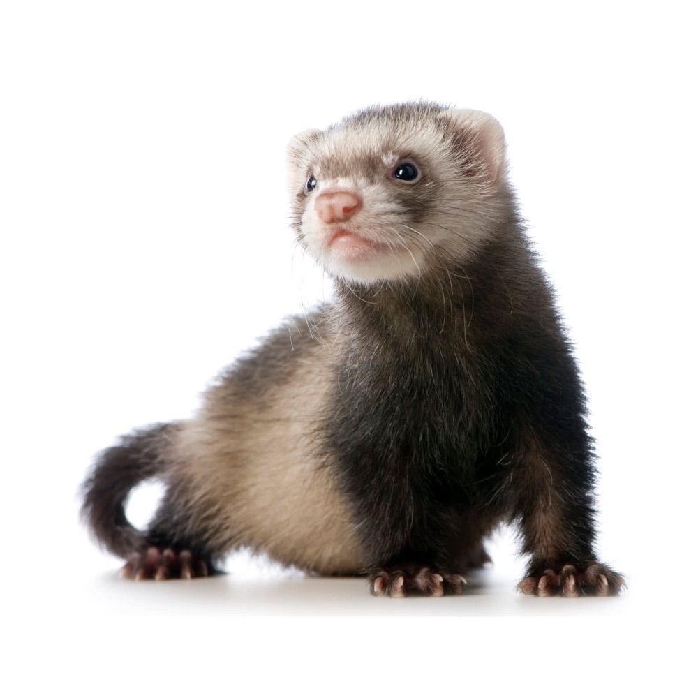danger ferret
