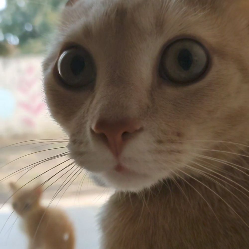 lau
