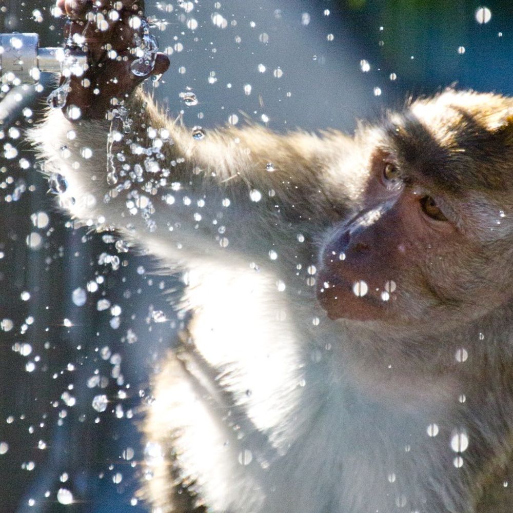 Leibniz ScienceCampus Primate Cognition