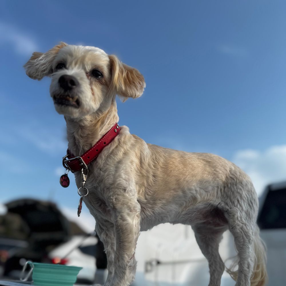 Lola 🇺🇸🇲🇽🏳️‍🌈🦋🐾 Good vs. Evil folks! That’s where we are!