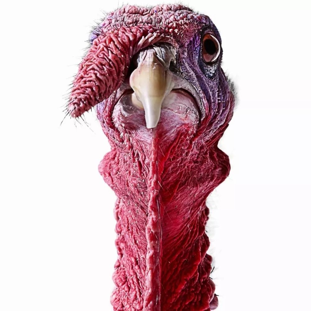 Wile E. Turkey (he/him)'s avatar