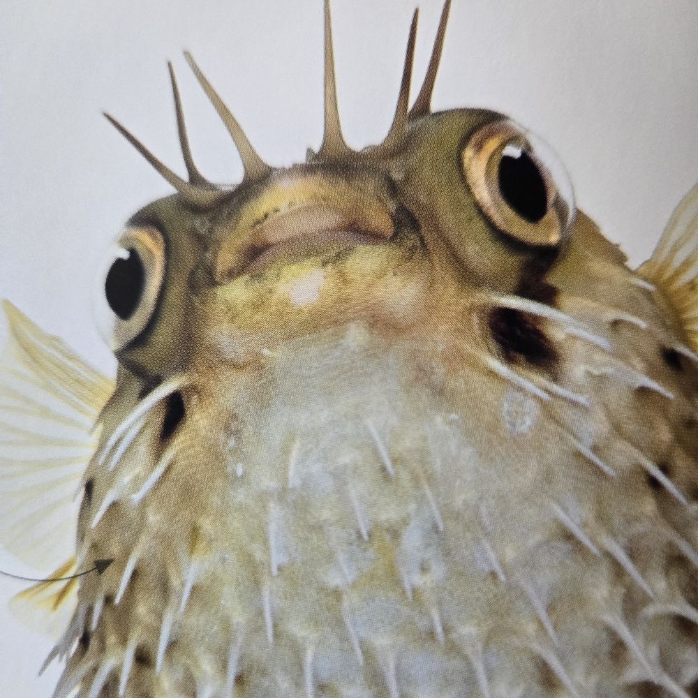 Plump Pufferfish