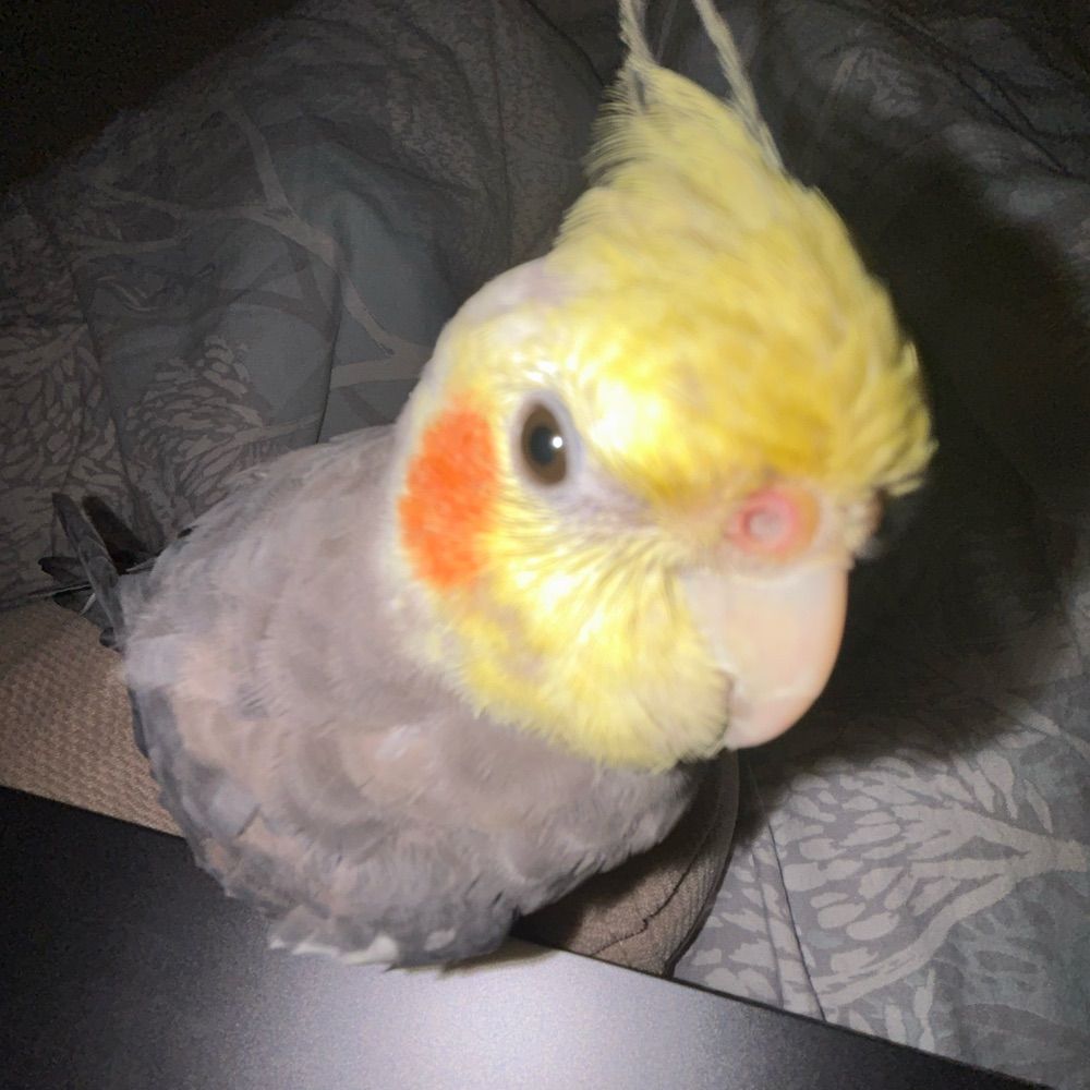 monkeybirb