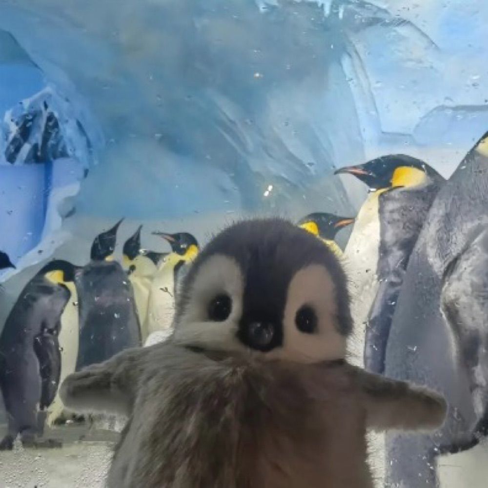 perplexed penguin 