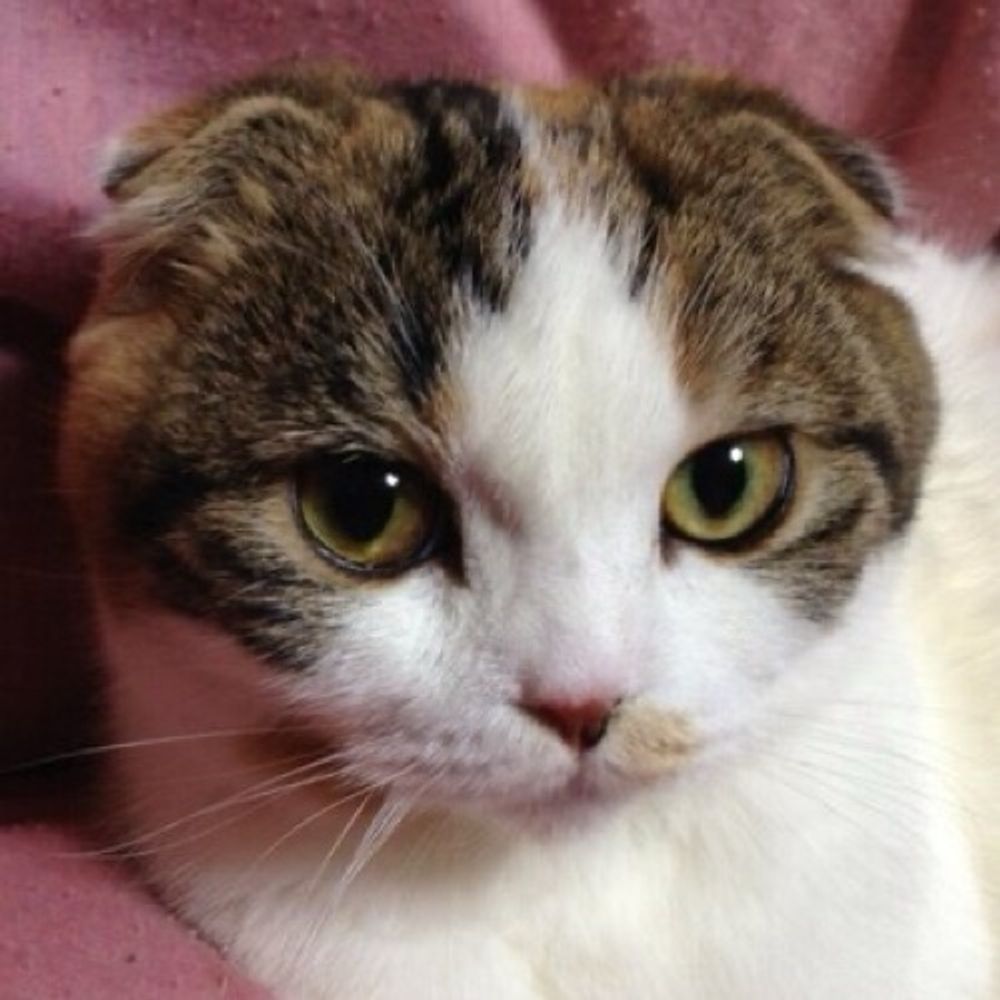 上野 猫助