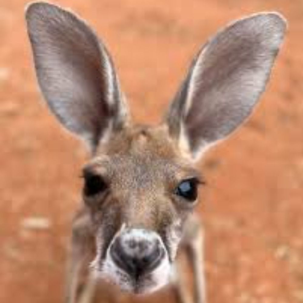 Fabius Cervus