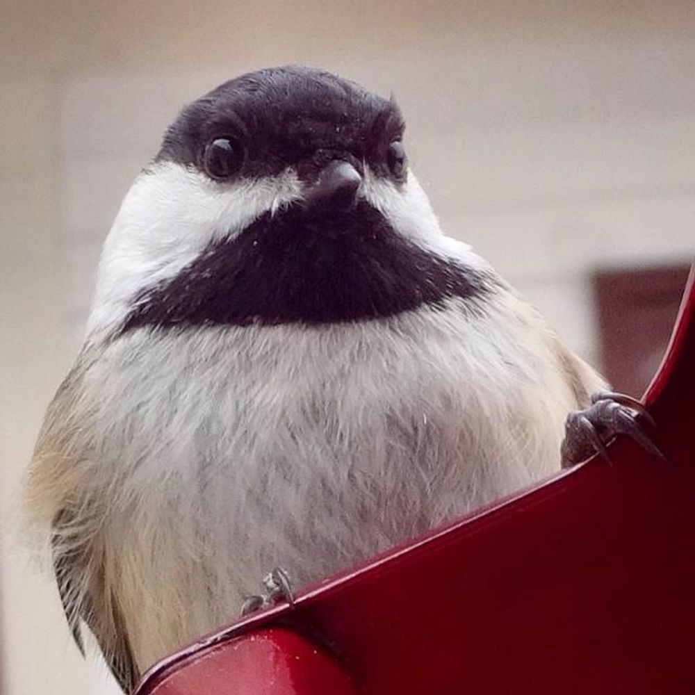 Feeder of birds