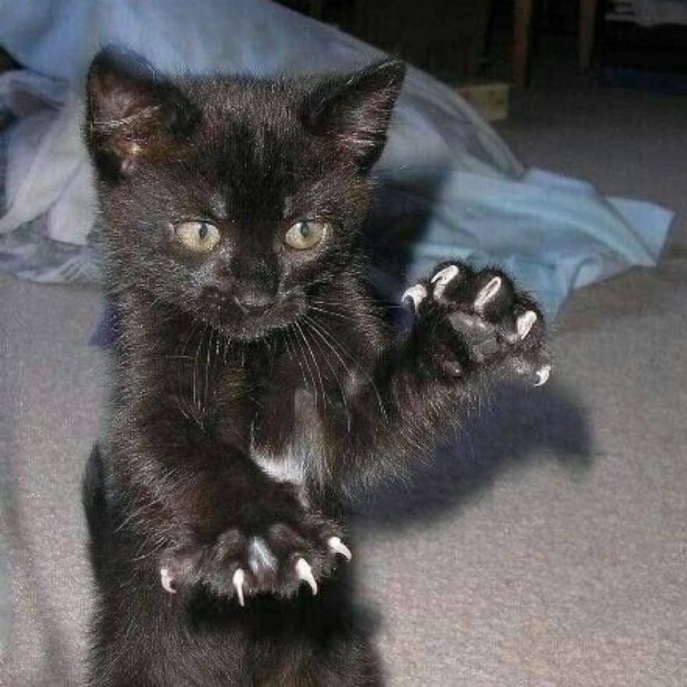 運命キャット