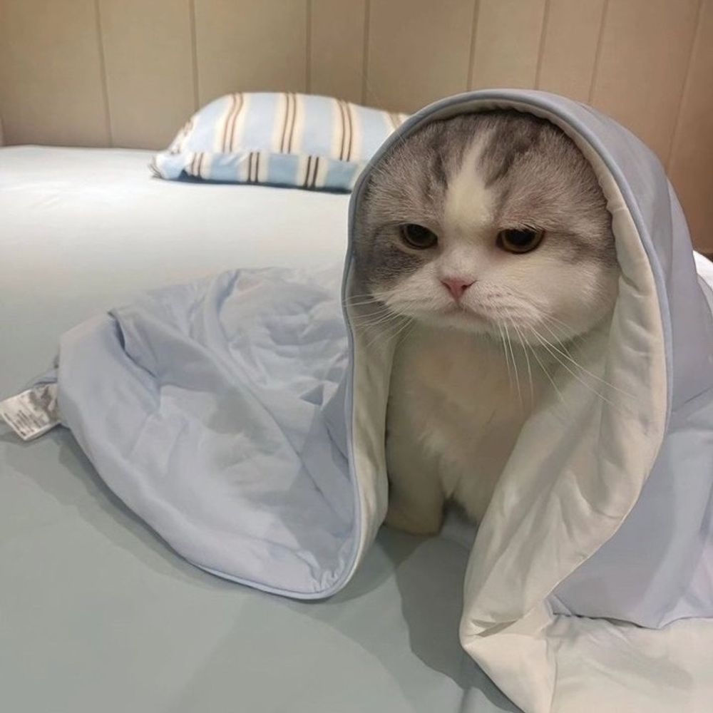 Grumpy cece