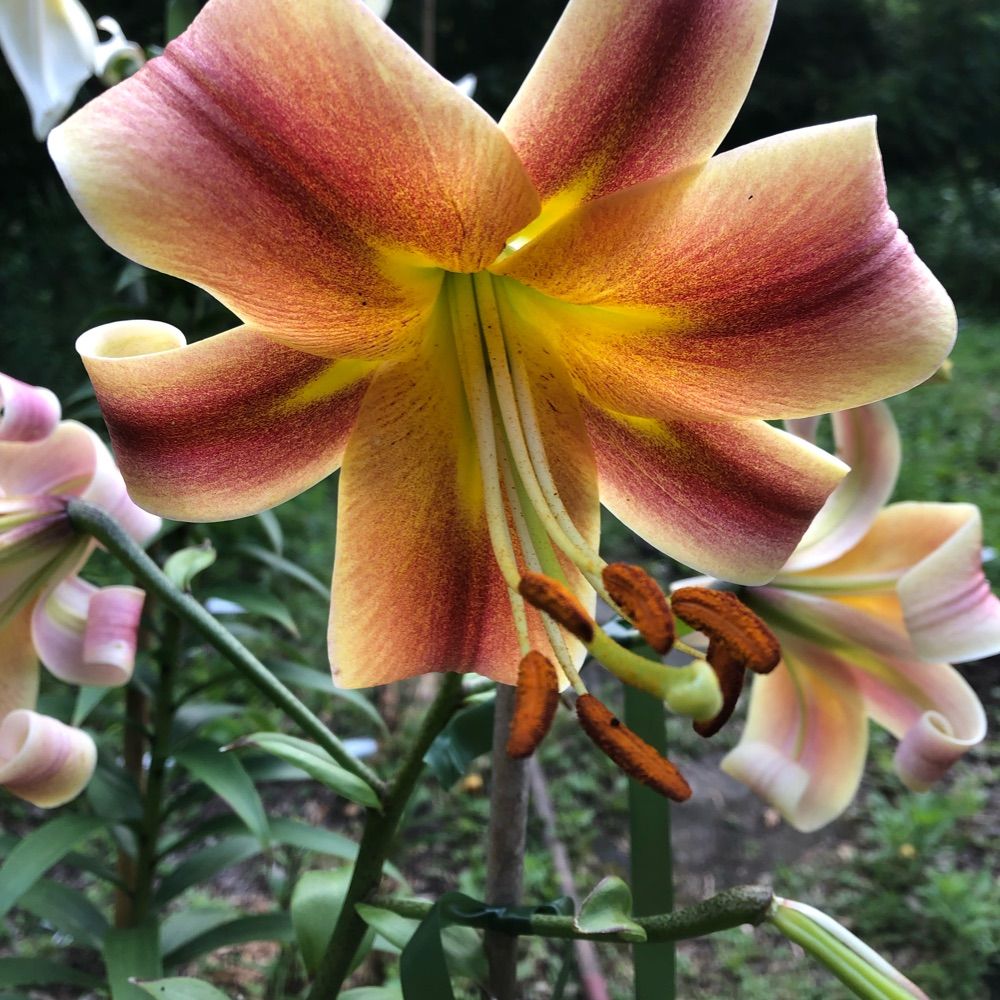 Backyard Hybridizer