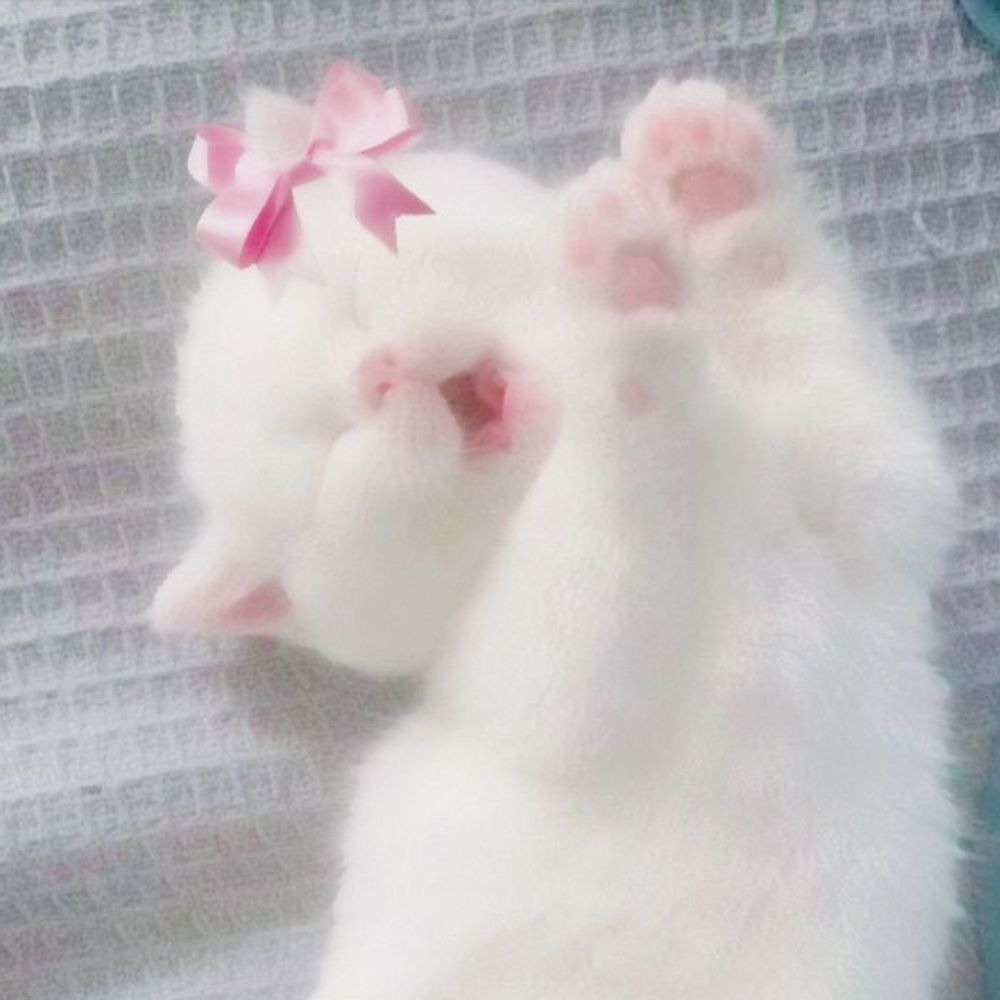 ⋆🐾⋆ 𝙆𝙞𝙩𝙩𝙮 𝙎𝙡𝙪𝙩 ⋆🐾⋆ (He/Him)