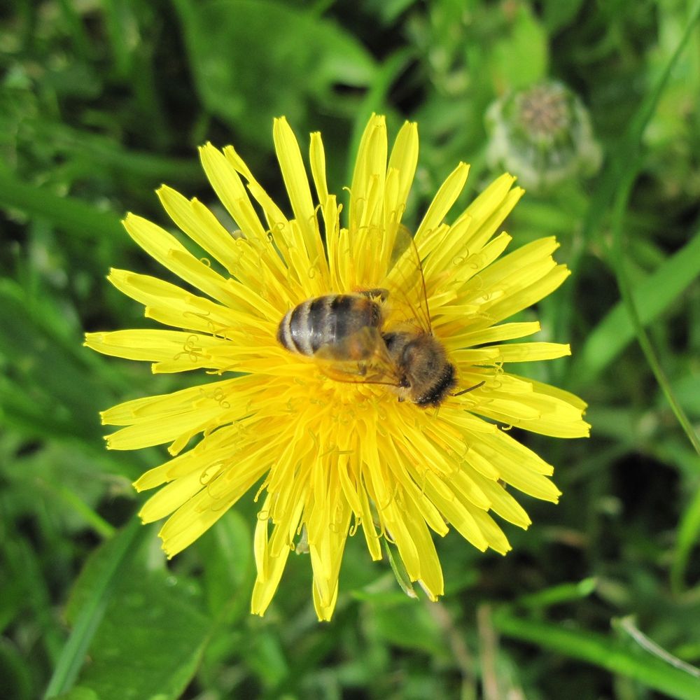 BeeBlue