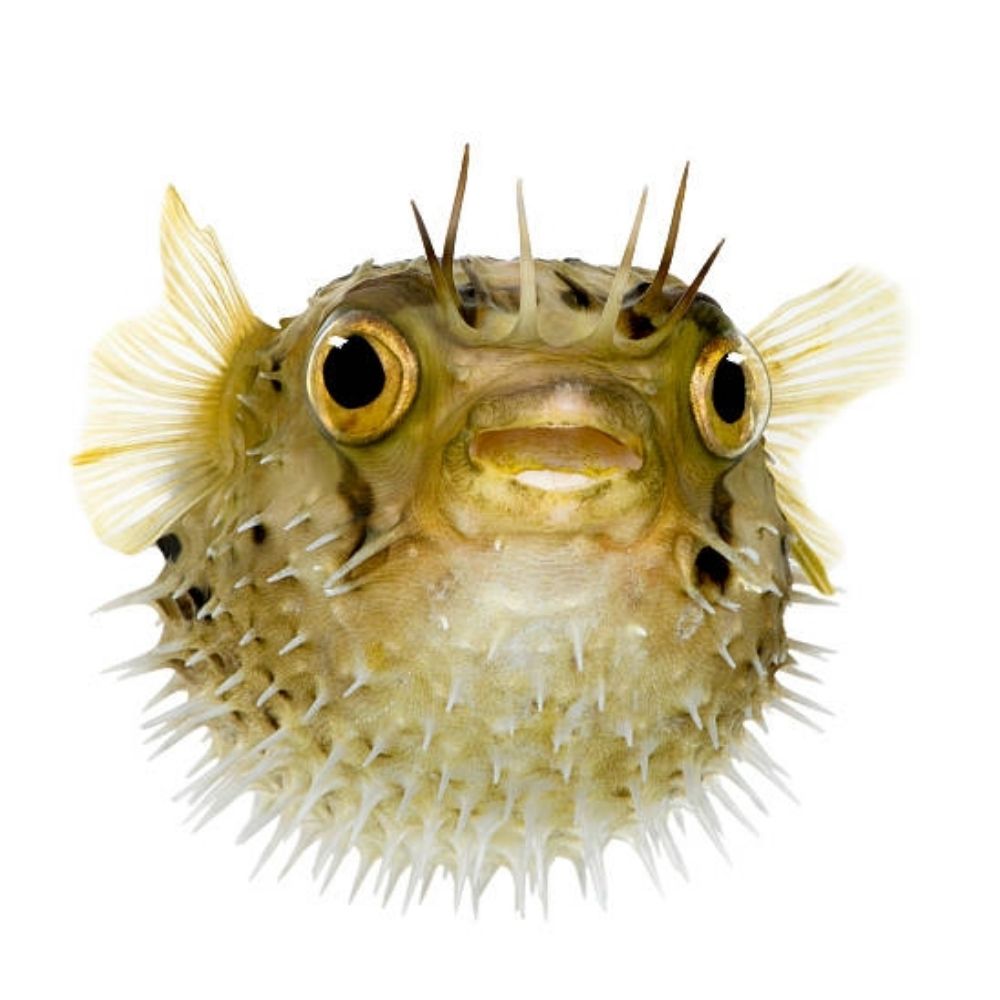 serelepe alvirrubra 