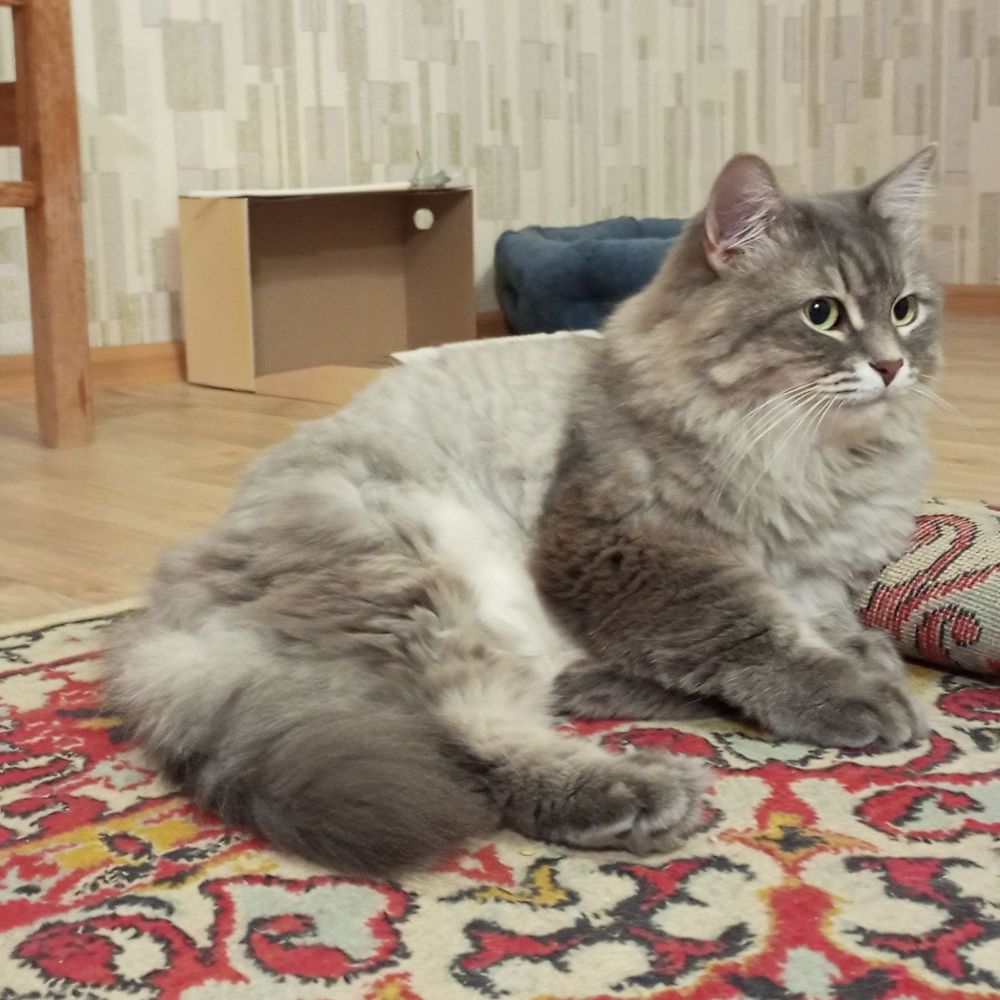Miau the Cat