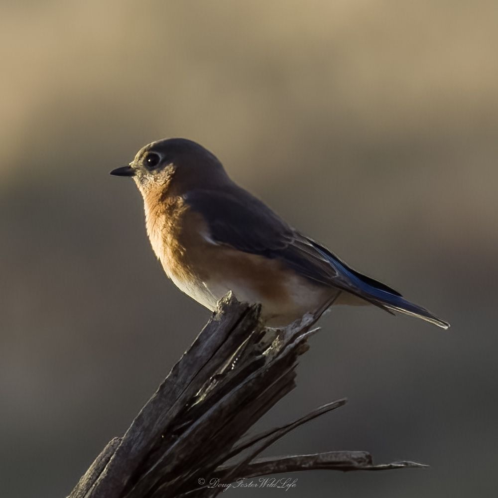 Doug Foster's WildLife