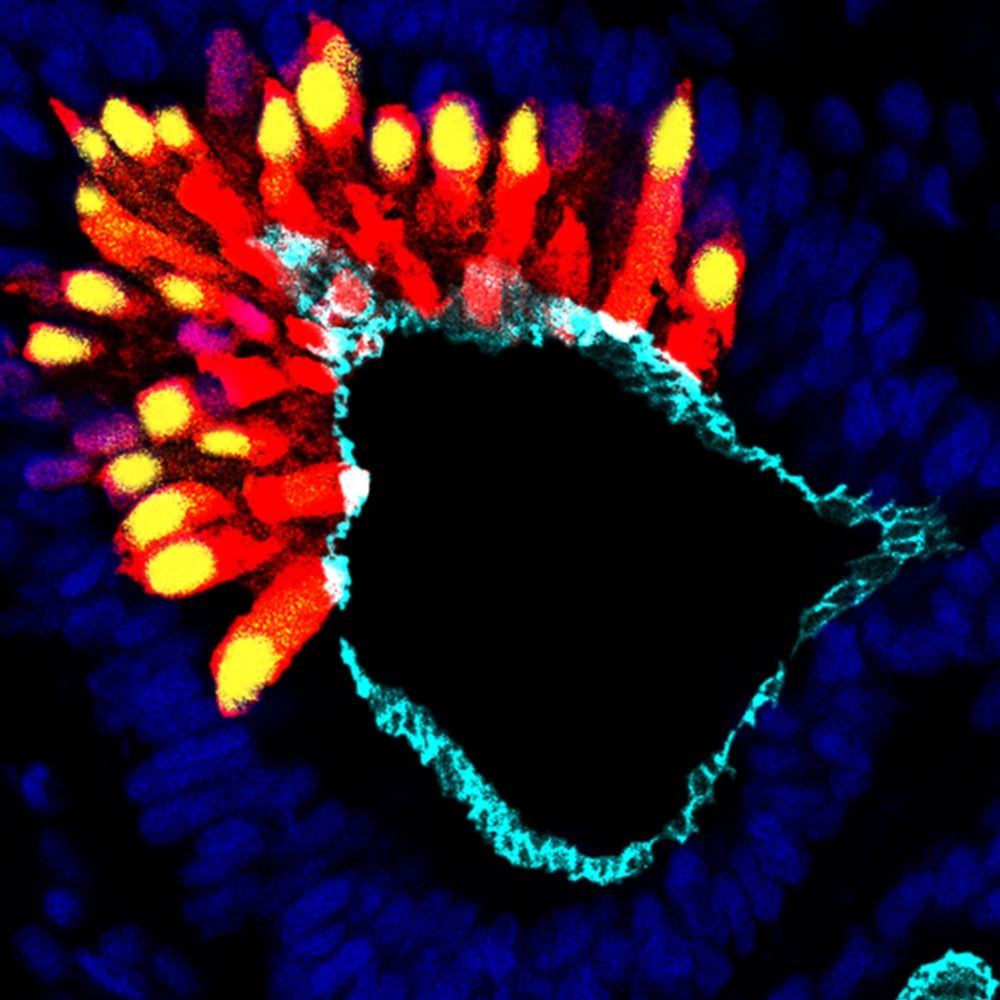 Australasian Society for Stem Cell Research (ASSCR)