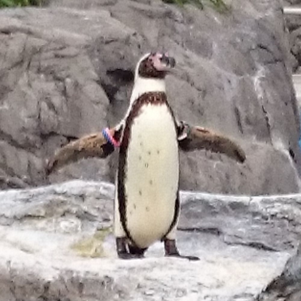 ゆっけちゃん