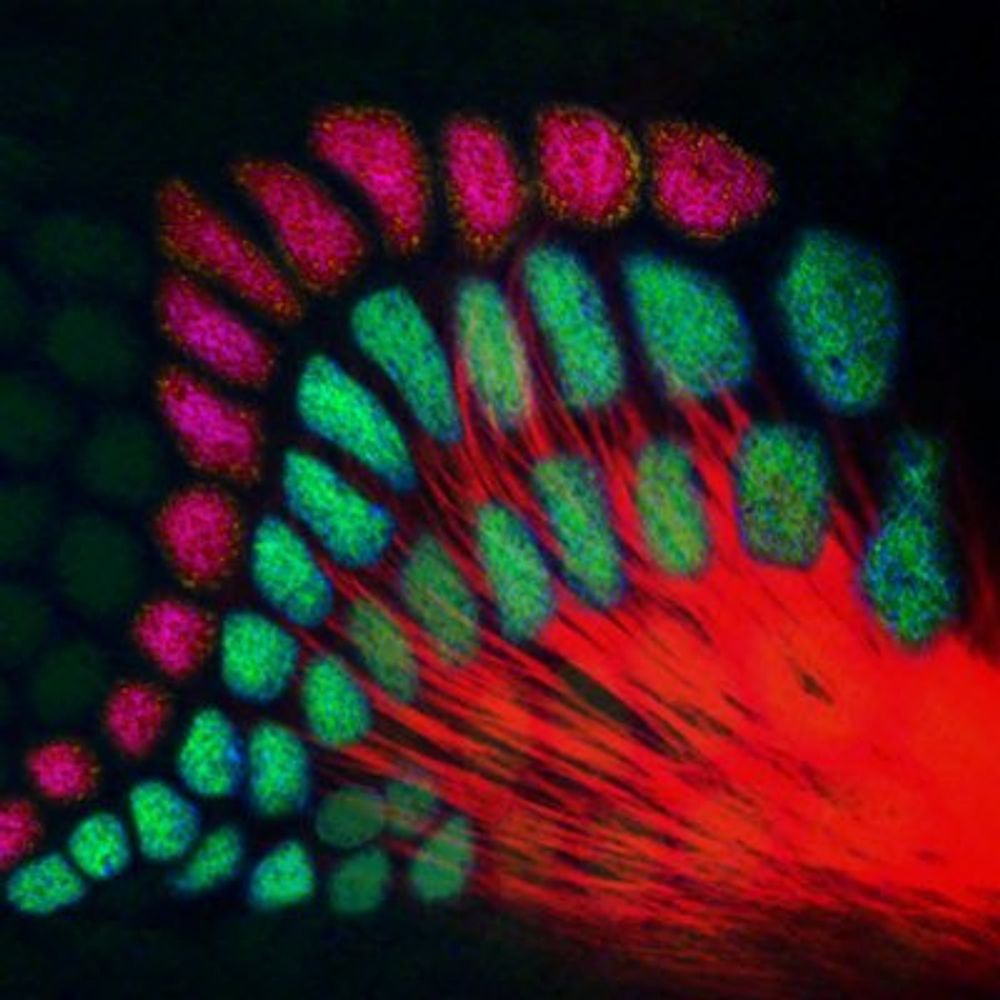 Lopez-Bendito Lab