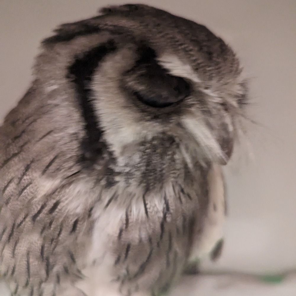 午後の小熊