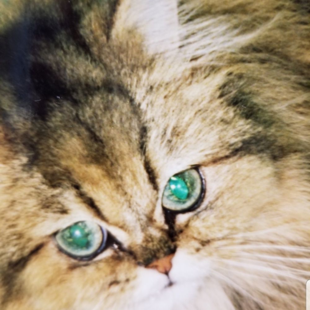 ねこねこ。