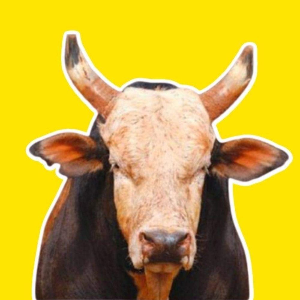 PAIXÃO DO RODEIO
