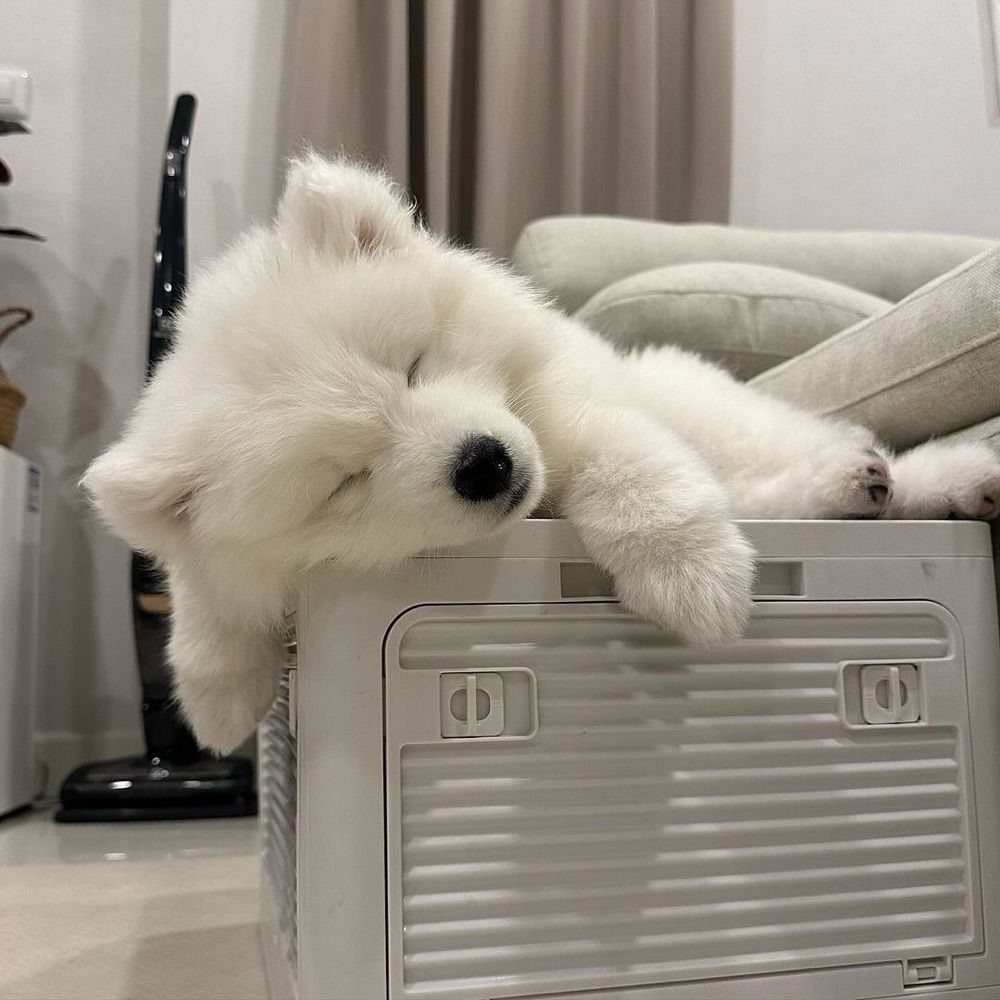 มุยมุย˖♡̷