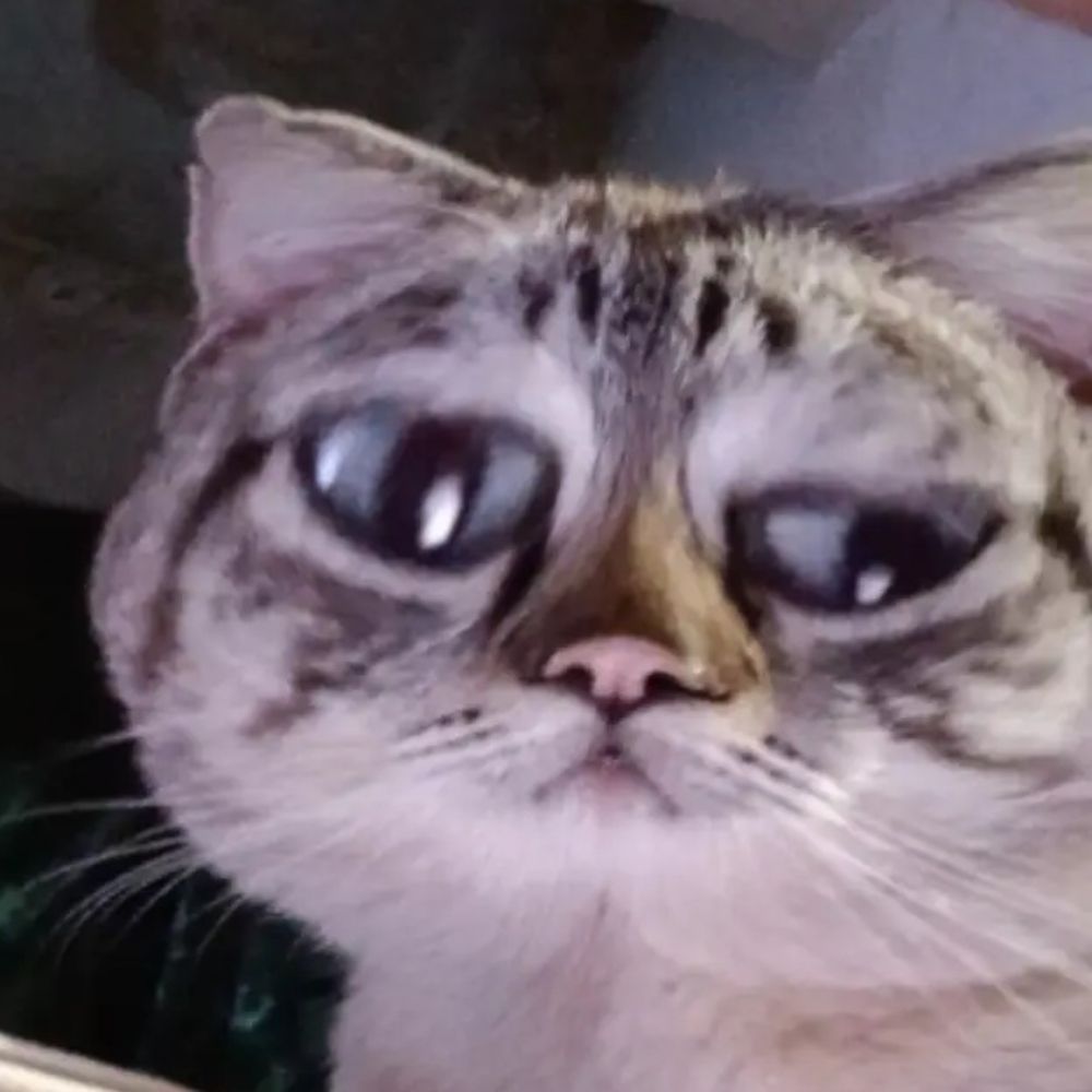 Bezerro