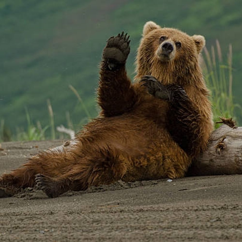Bear of bear hall