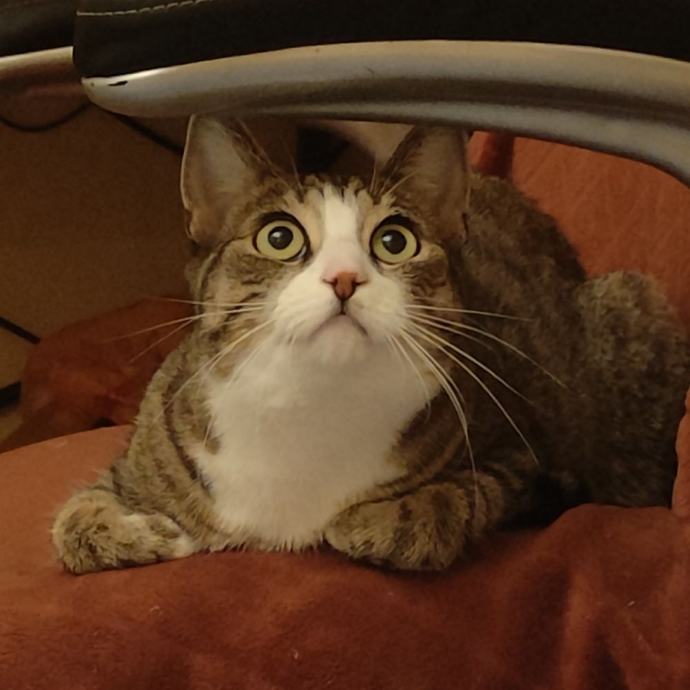 BrianDip
