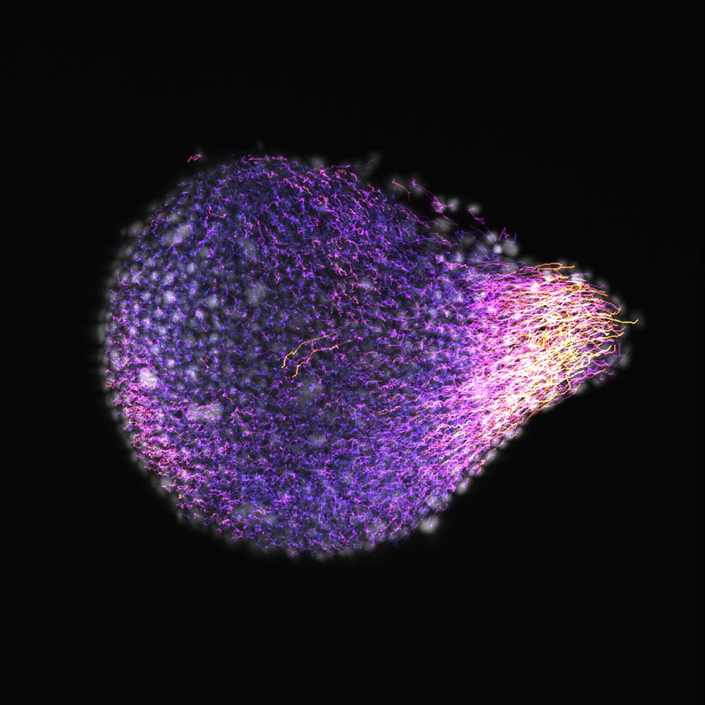 Mesoscopic Imaging Facility