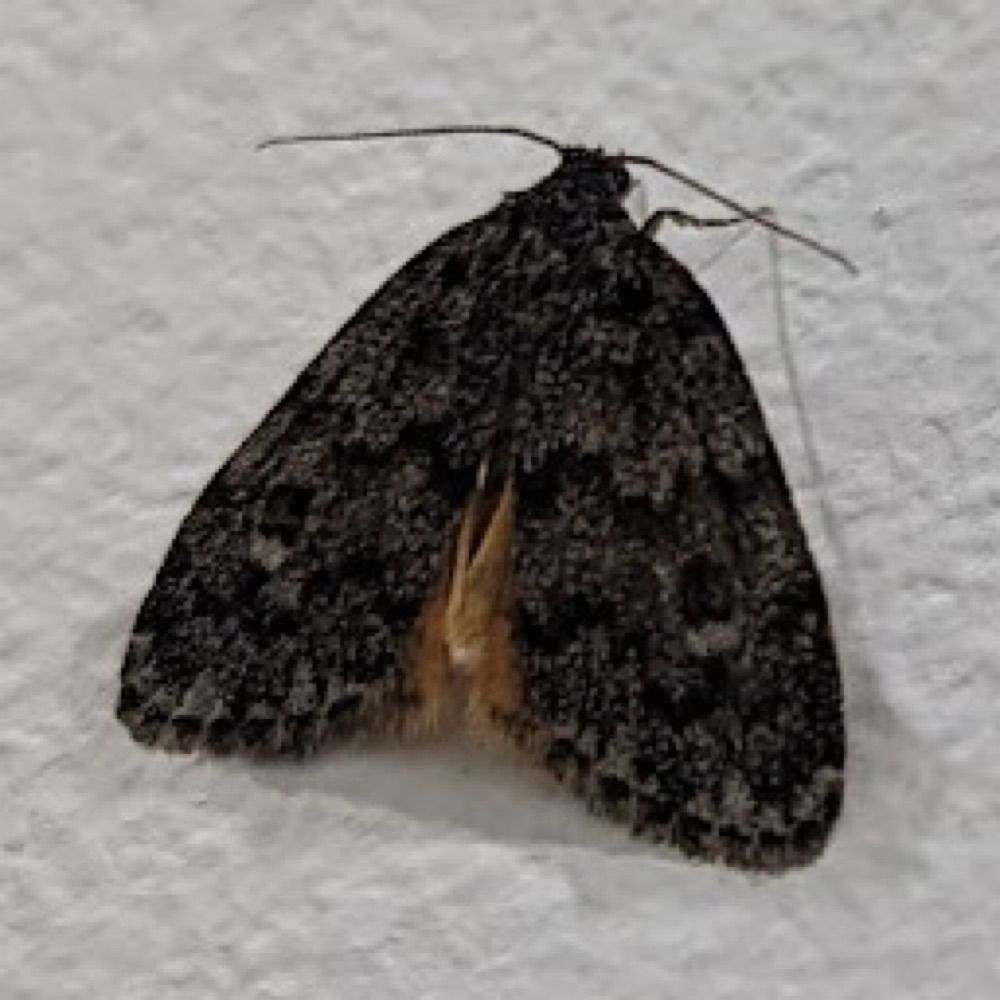 MothTek