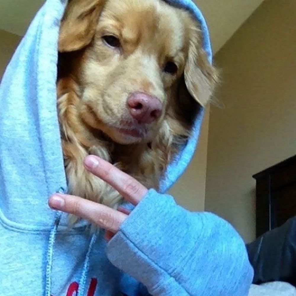golden retriever boy