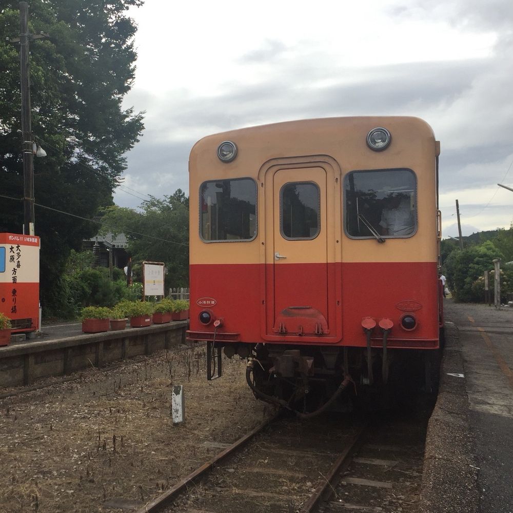 コスモバルク