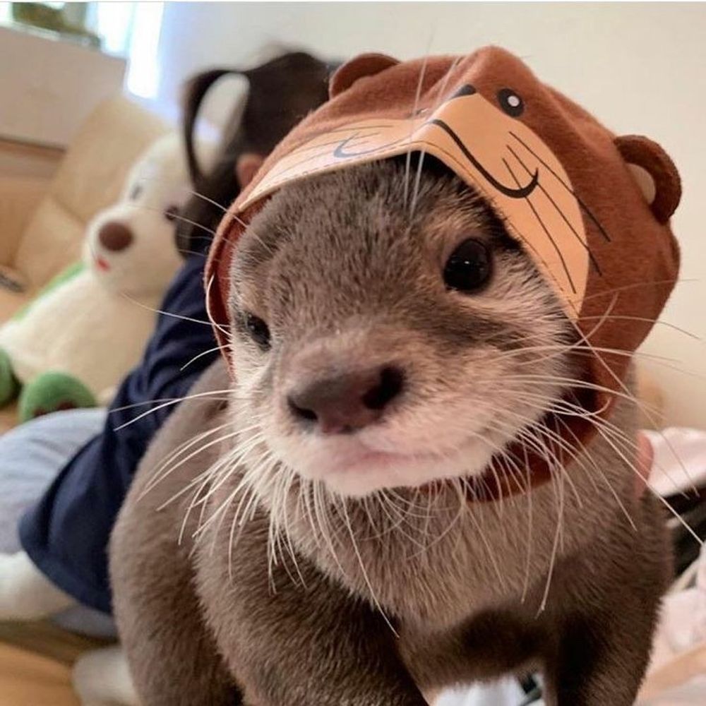 Lontra