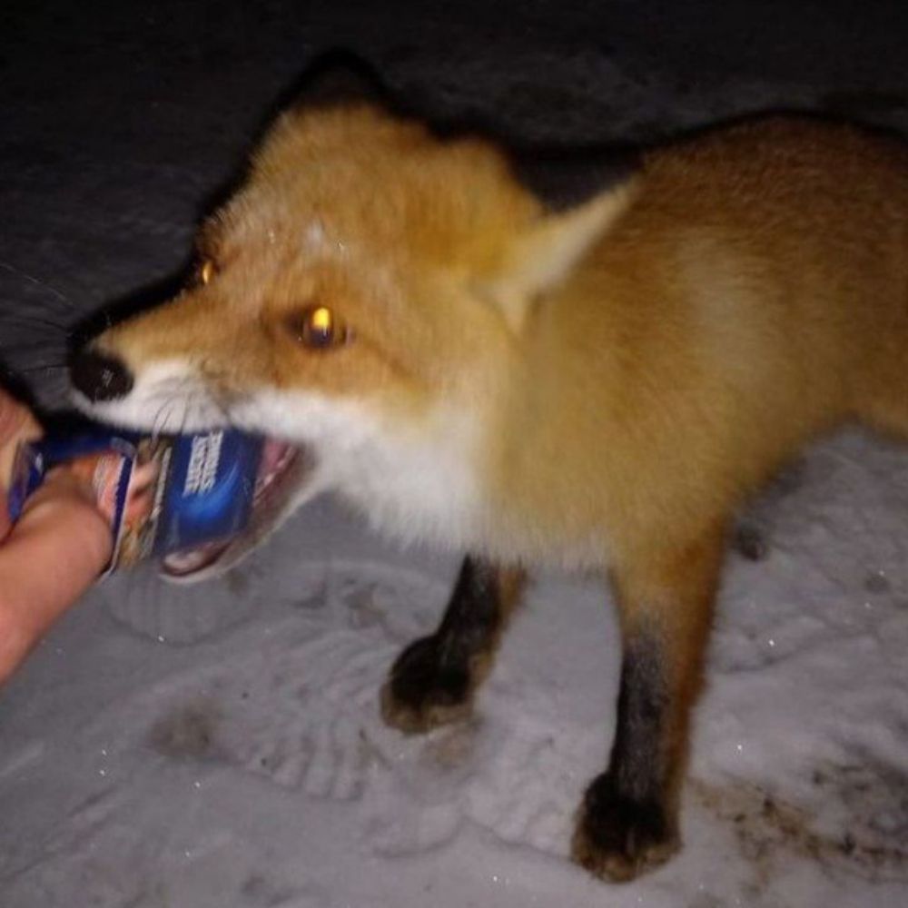 foxfear