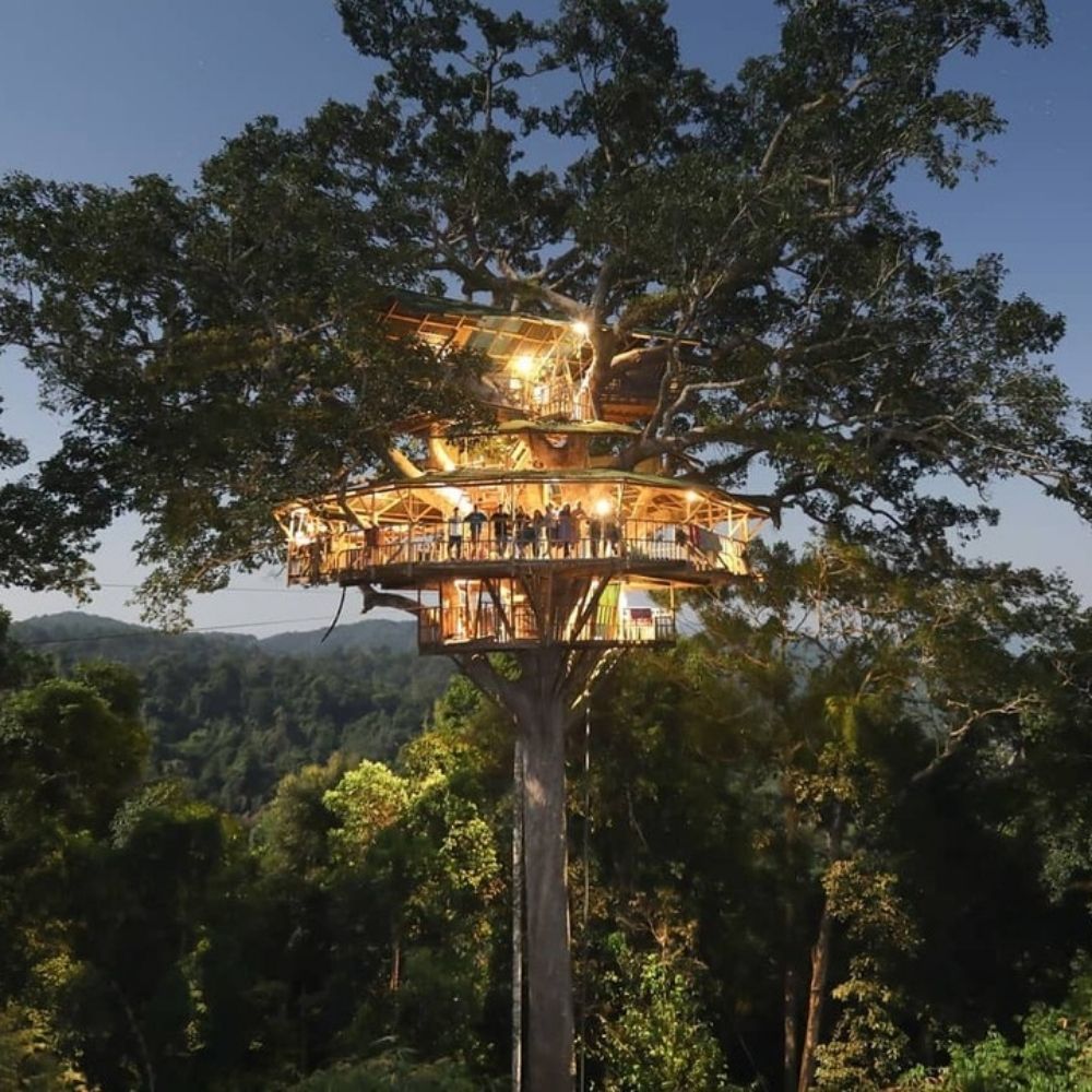The Gibbon Experience