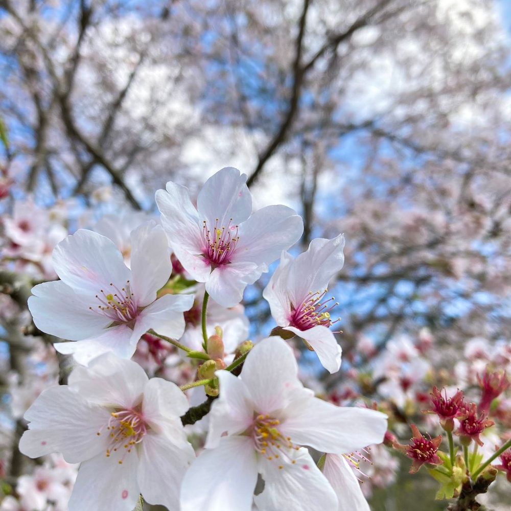 ウーパールーパー