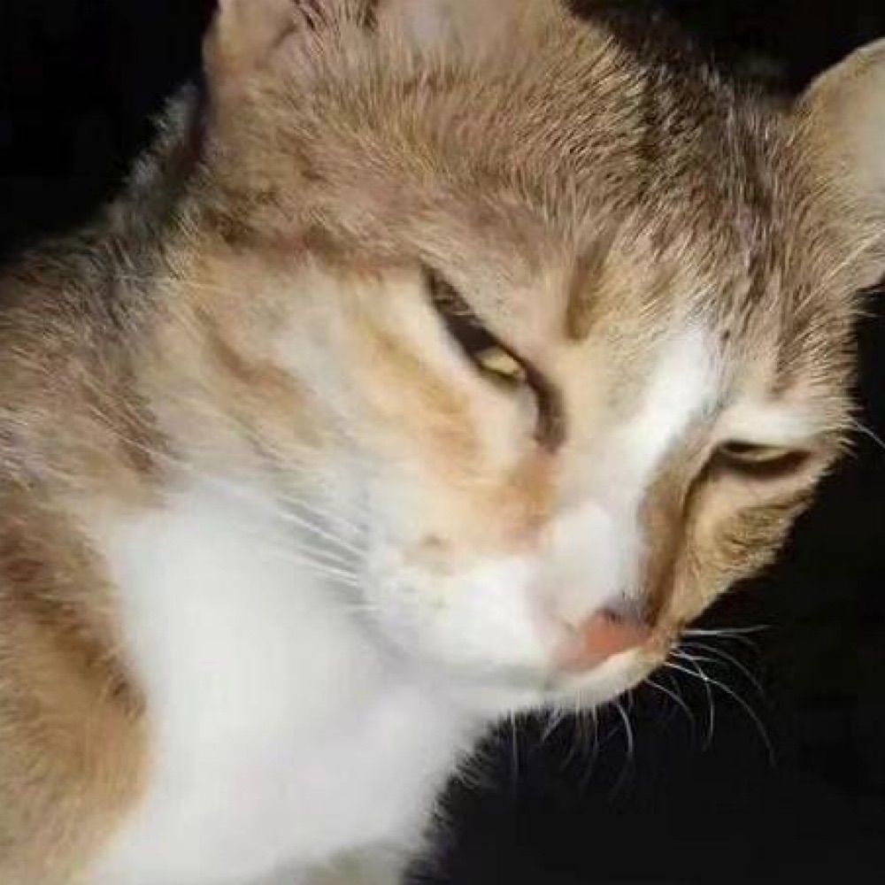モニク