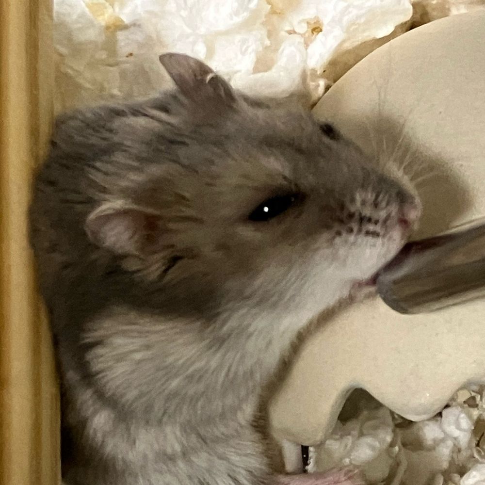 ぴよ